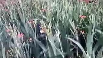 国产菰米种植技术视频教程,从播种到收获的全程指导