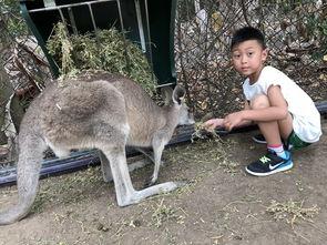 袋鼠国产品视频