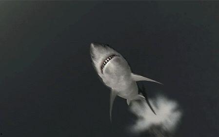 国产鲨鱼巨人视频,揭秘神秘鲨鱼巨人的神秘面纱