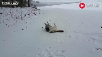 国产雪地摔倒搞笑视频,国产搞笑摔倒视频集锦