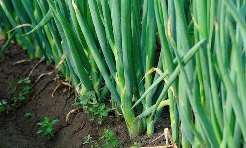 国产蒜苗种植技术视频,从播种到收获的全程解析