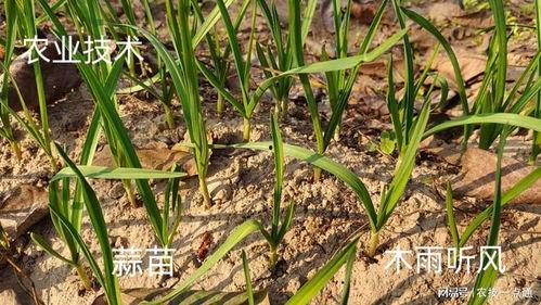 国产蒜苗种植技术视频,从播种到收获的全程解析