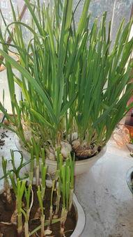 国产蒜苗种植技术视频,从播种到收获的全程解析