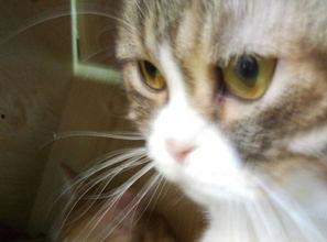 国产新人小猫咪视频大全,国产萌宠集结！小猫咪视频大全萌态百出