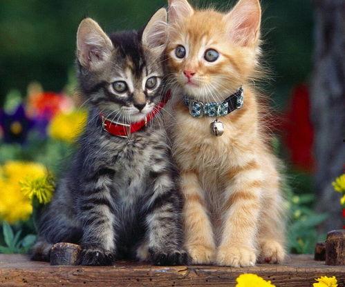 国产新人小猫咪视频大全,国产萌宠集结！小猫咪视频大全萌态百出