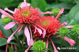 彩叶芋国产组培方法视频