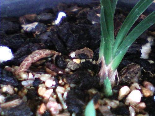 彩叶芋国产组培方法视频