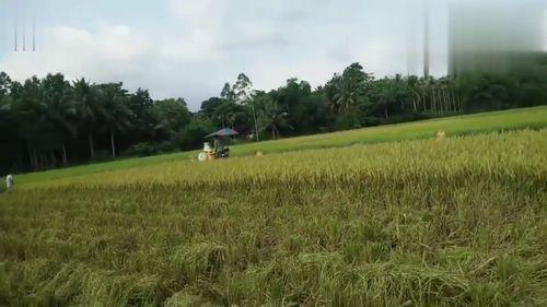 国产小型收割机生产视频