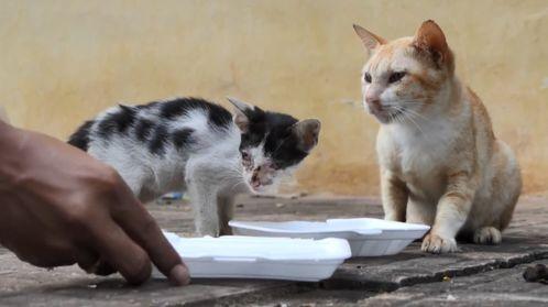 小猫吃国产牛肉可以吗视频,视频见证美味与健康的完美结合