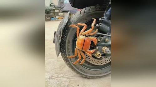 国产小螃蟹卡钳改装视频,视频教你轻松变身高性能利器