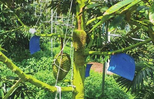 品尝国产榴莲视频大全免费