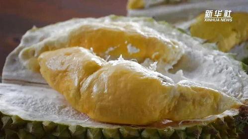 品尝国产榴莲视频大全免费  第3张